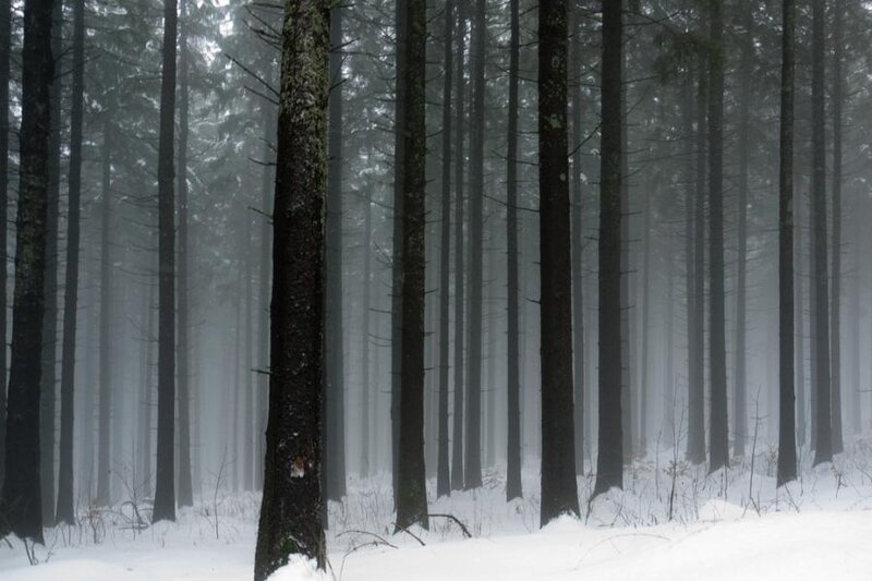 foggy forest in winter