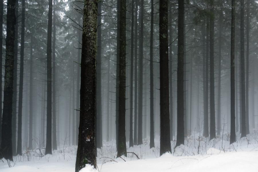 foggy forest in winter