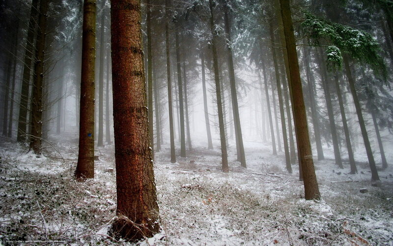 Foggy forest in winter