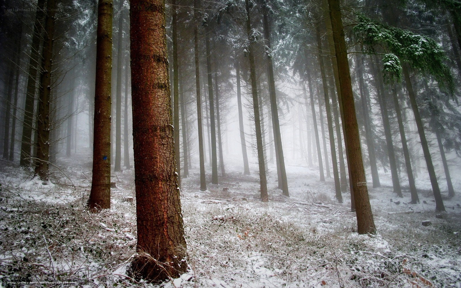 Foggy forest in winter