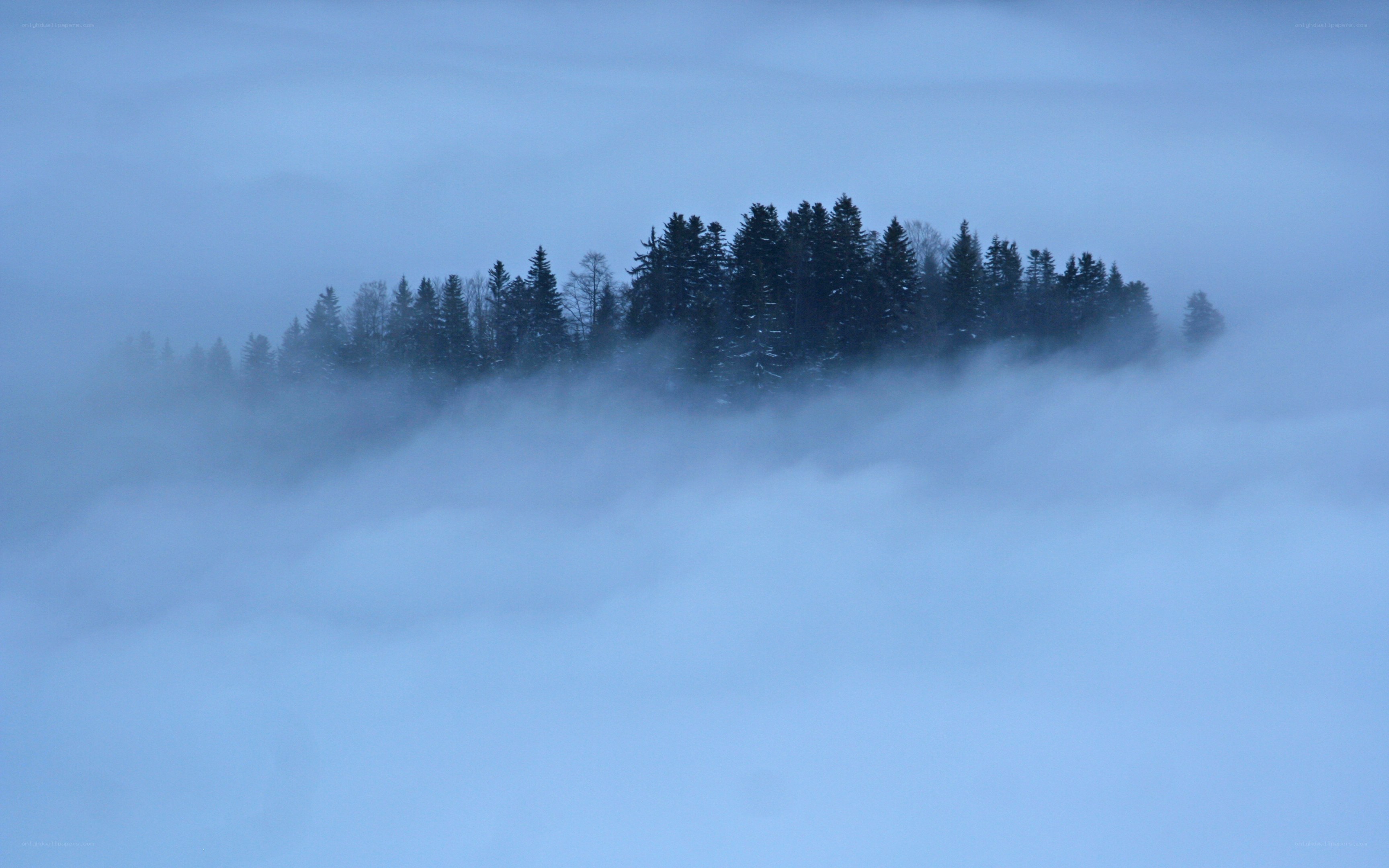 Foggy forest island