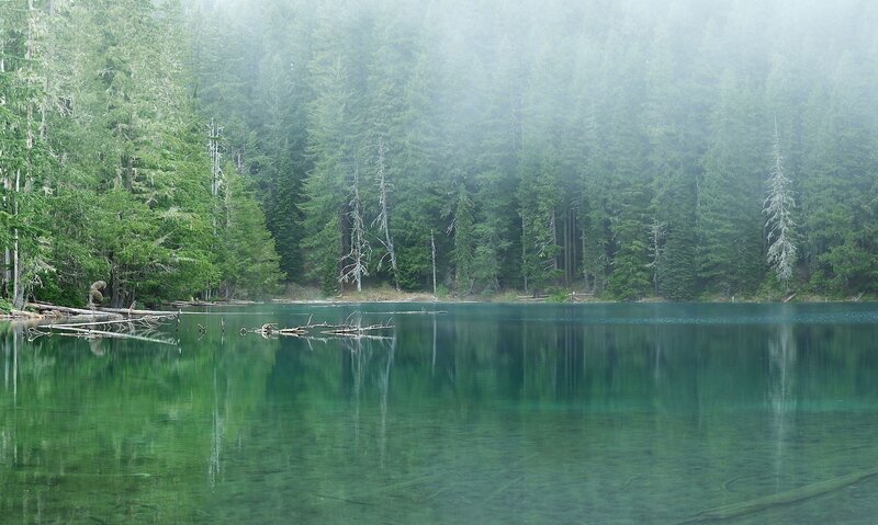 Foggy forest lake