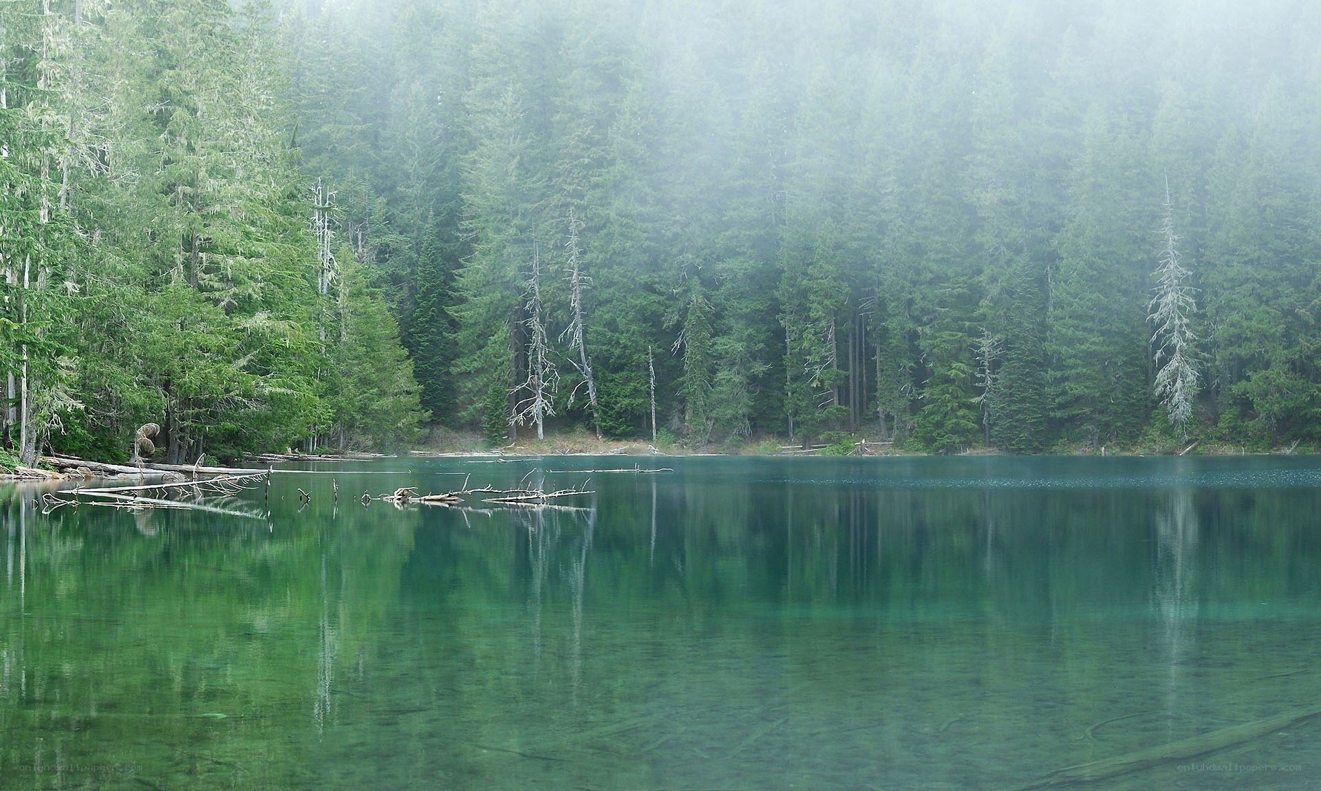 Foggy forest lake