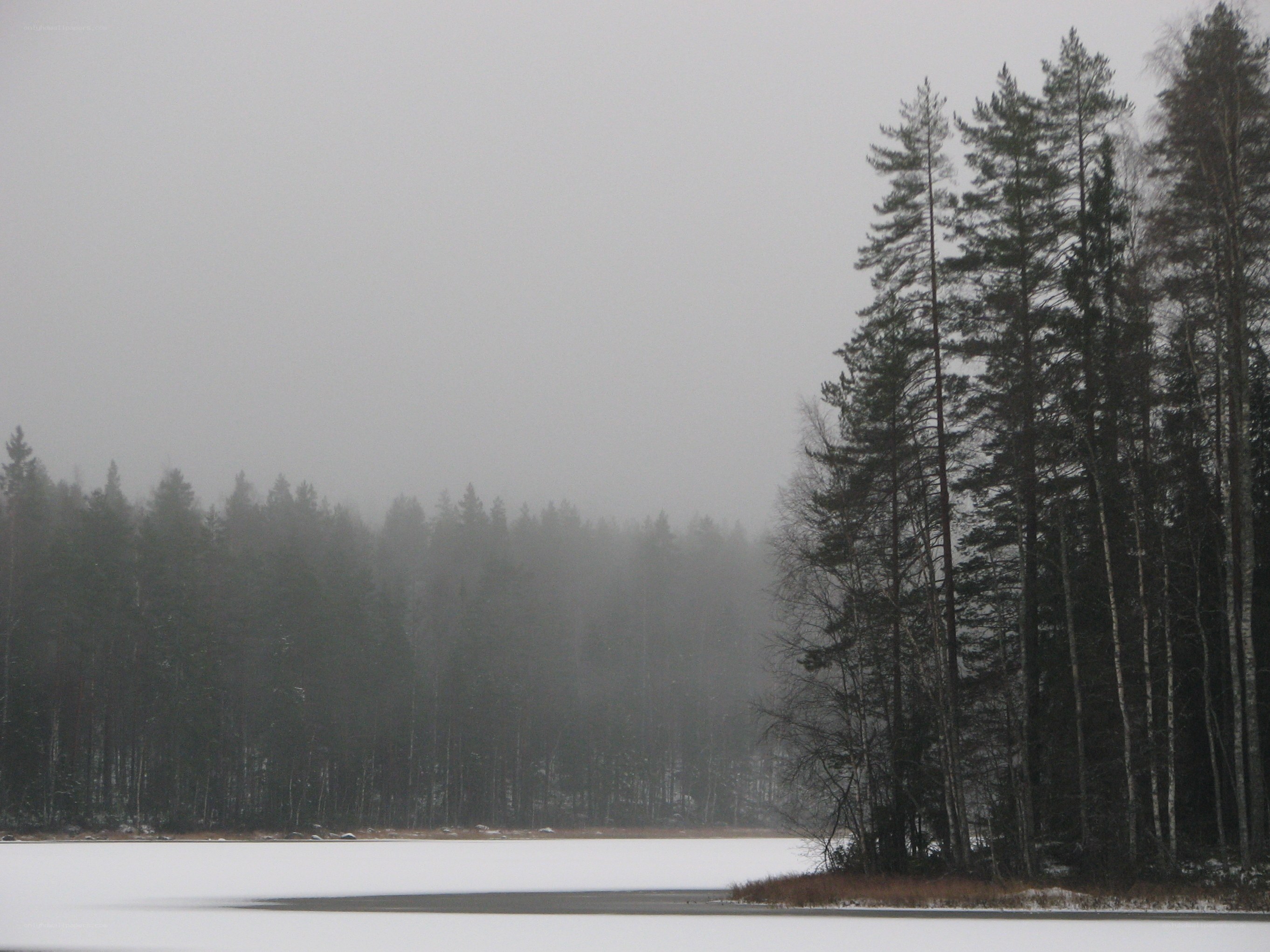foggy forest lake in winter