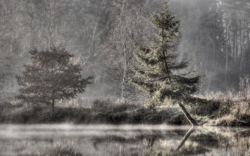 Foggy forest lake scene