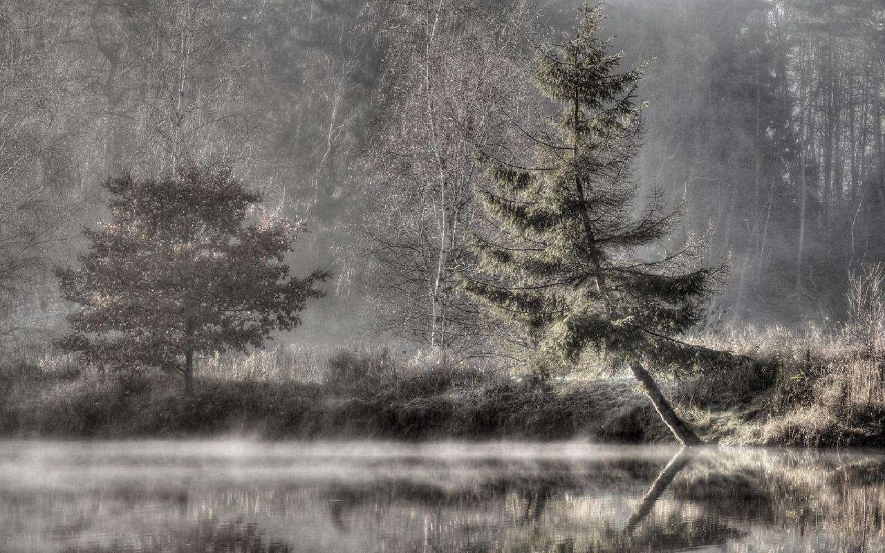 Foggy forest lake scene