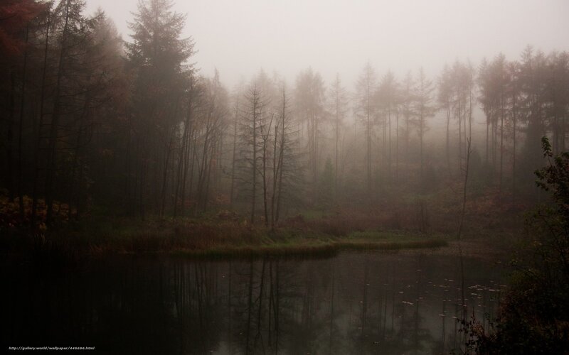 Foggy forest lake