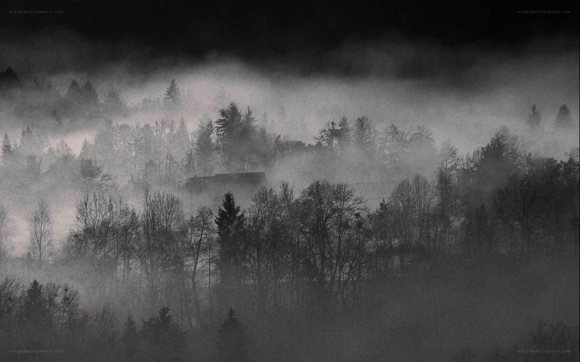 Foggy forest landscape