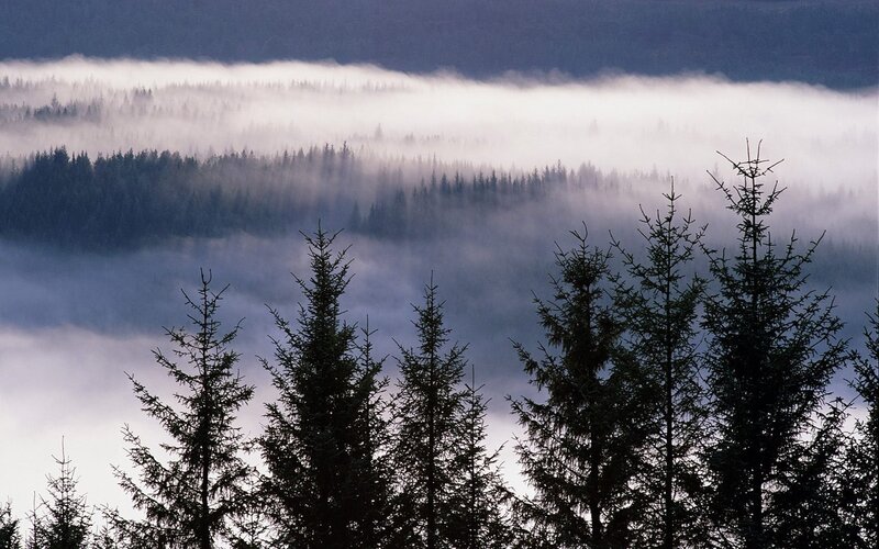Foggy forest landscape