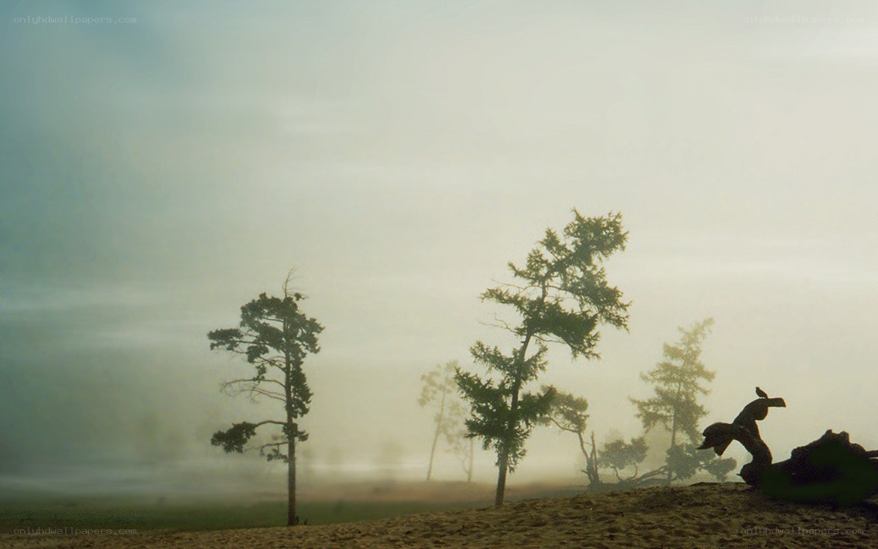 Foggy forest landscape