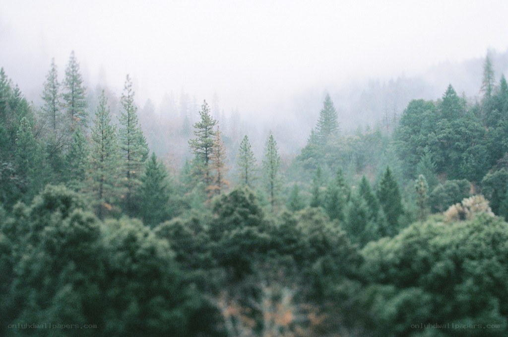 foggy forest landscape
