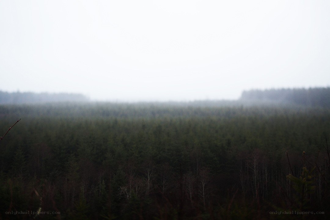 foggy forest landscape