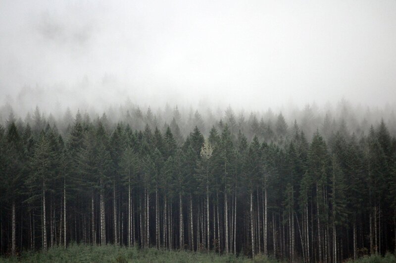 Foggy forest landscape