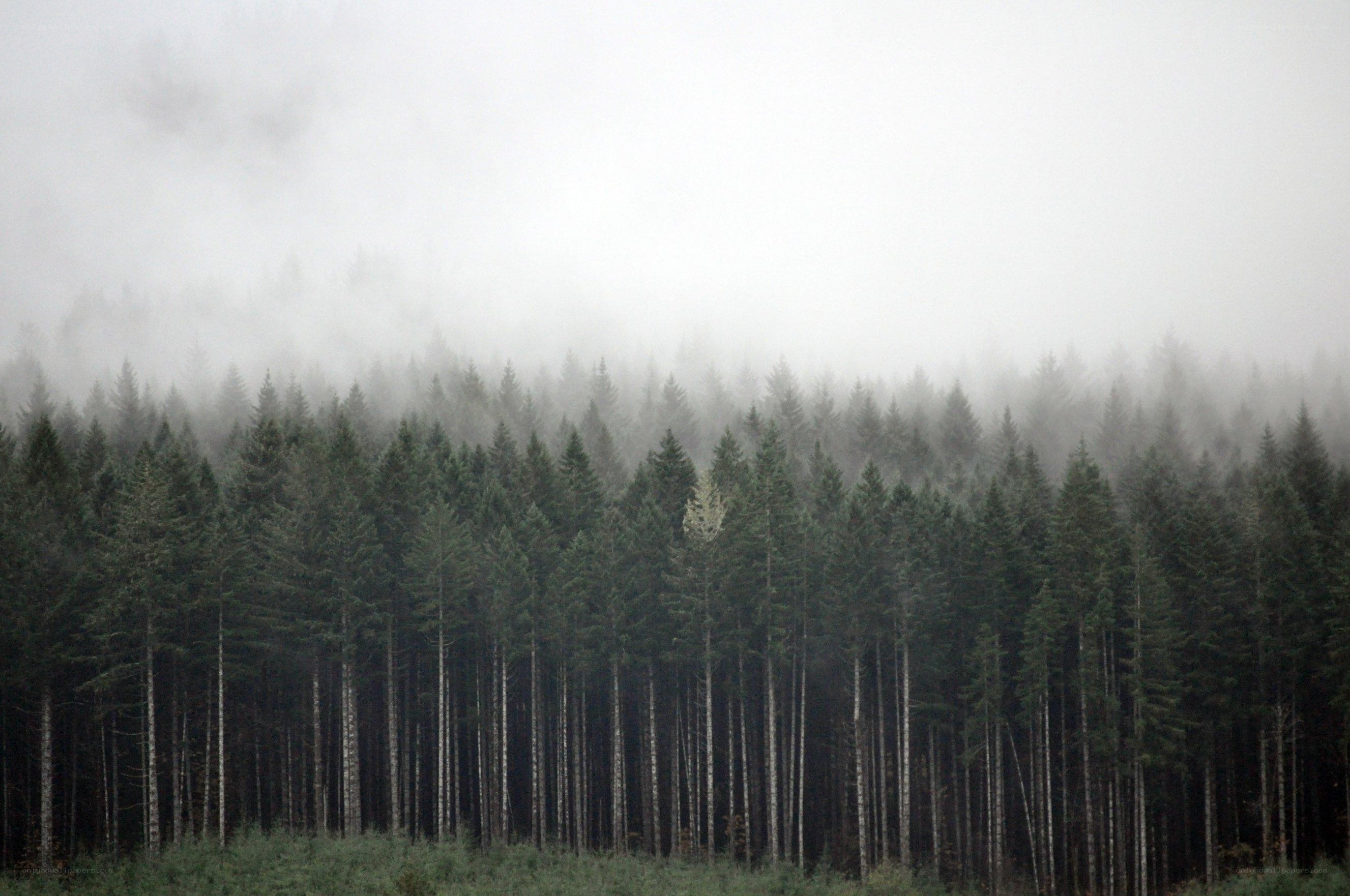 Foggy forest landscape