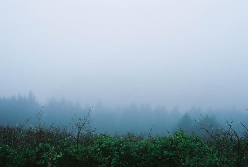 Foggy forest landscape