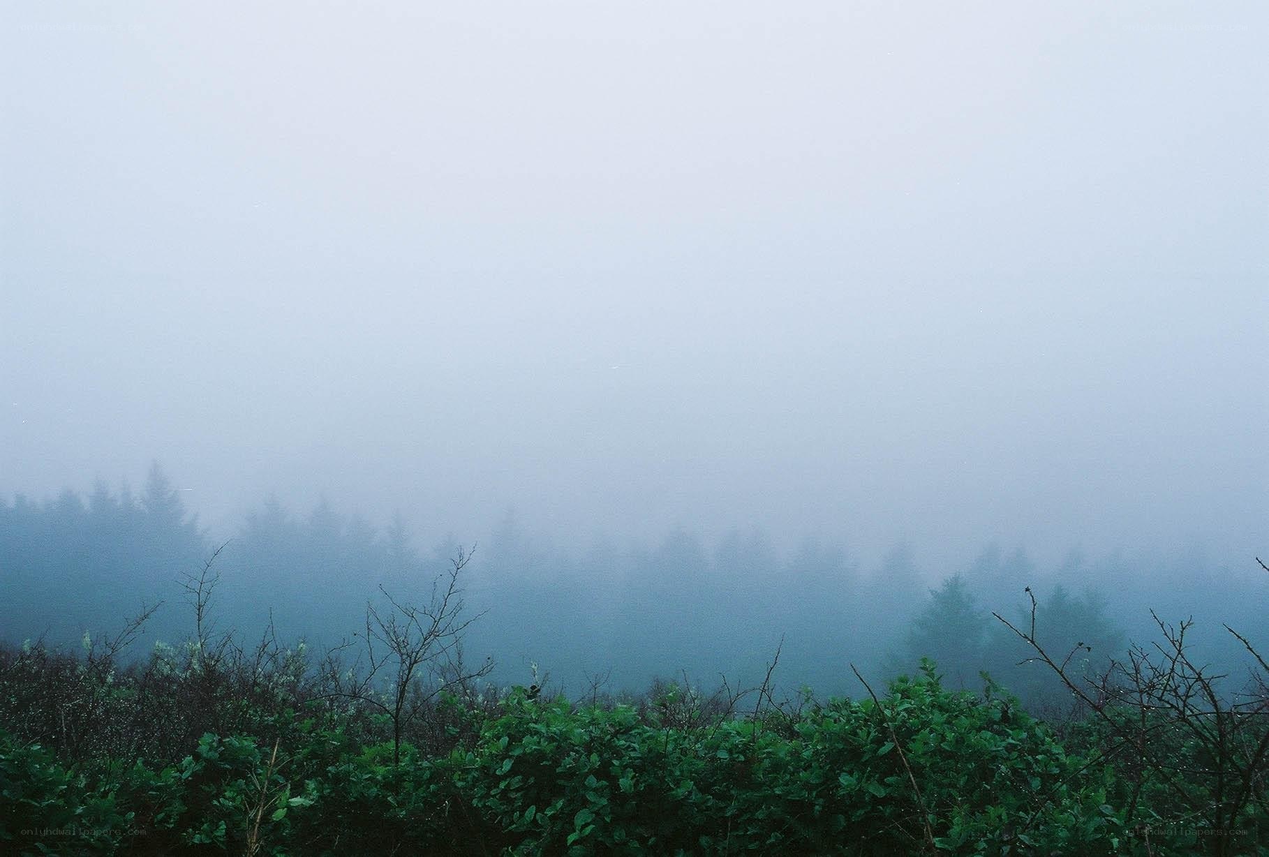 Foggy forest landscape