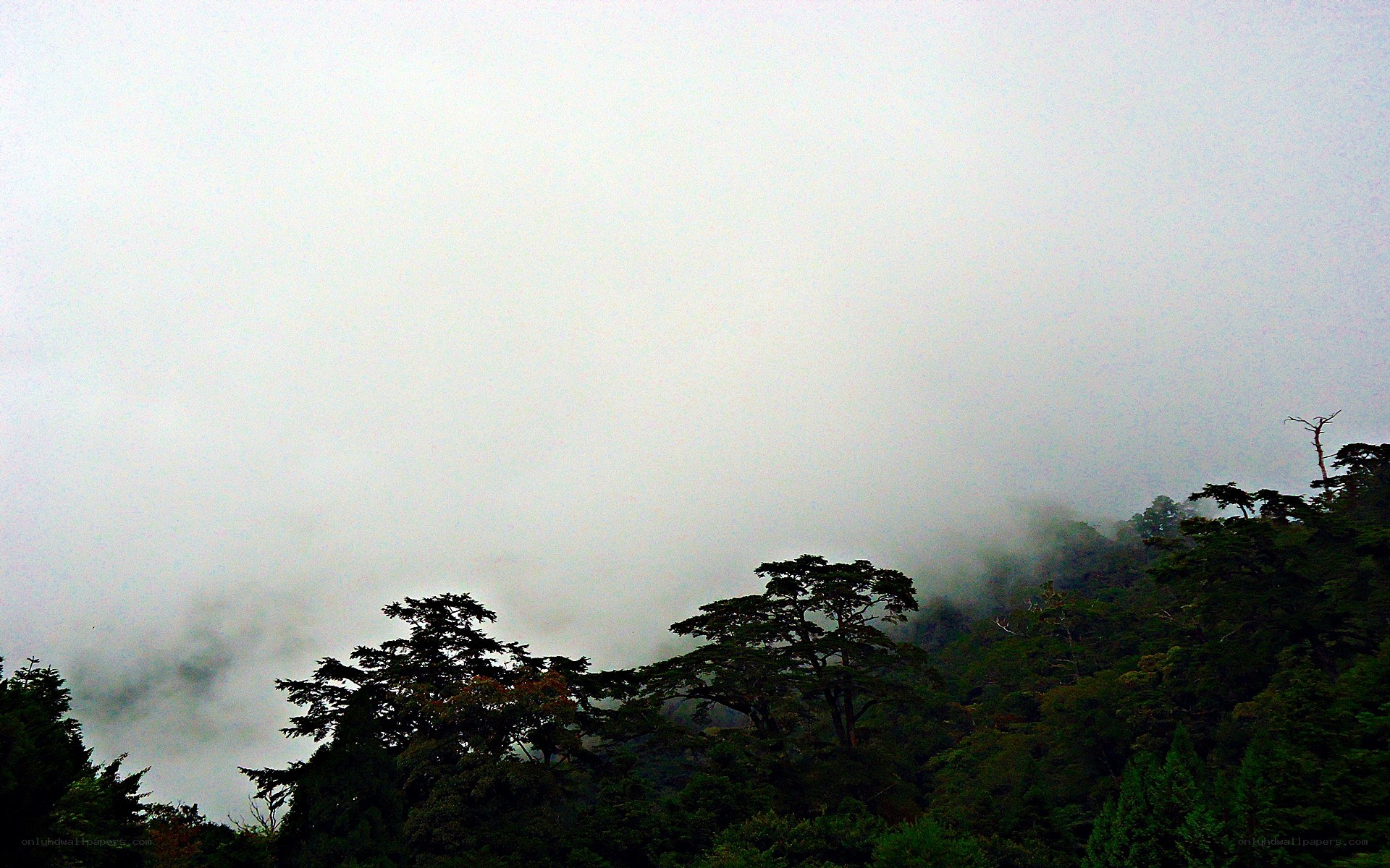 Foggy forest landscape