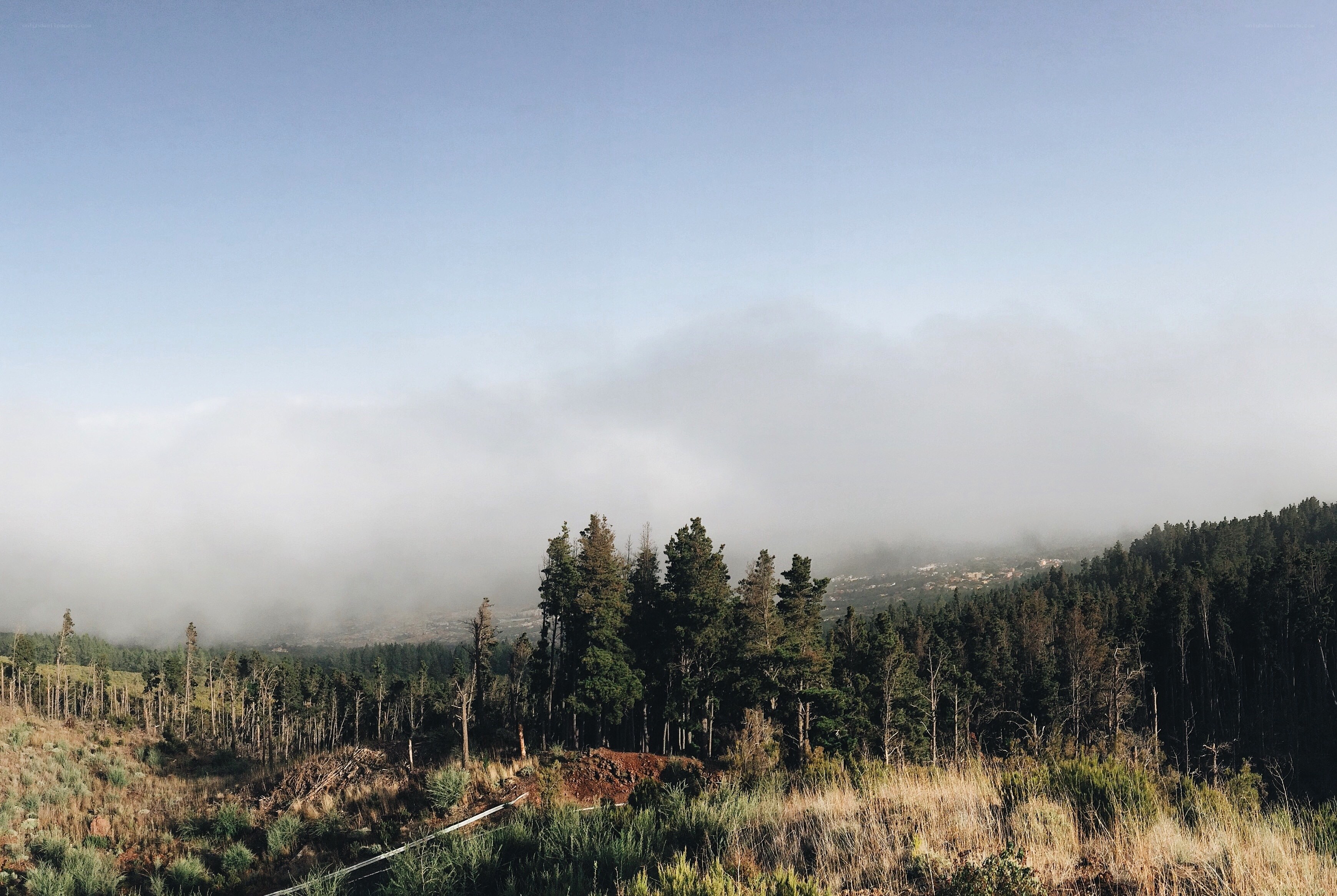 Foggy forest landscape
