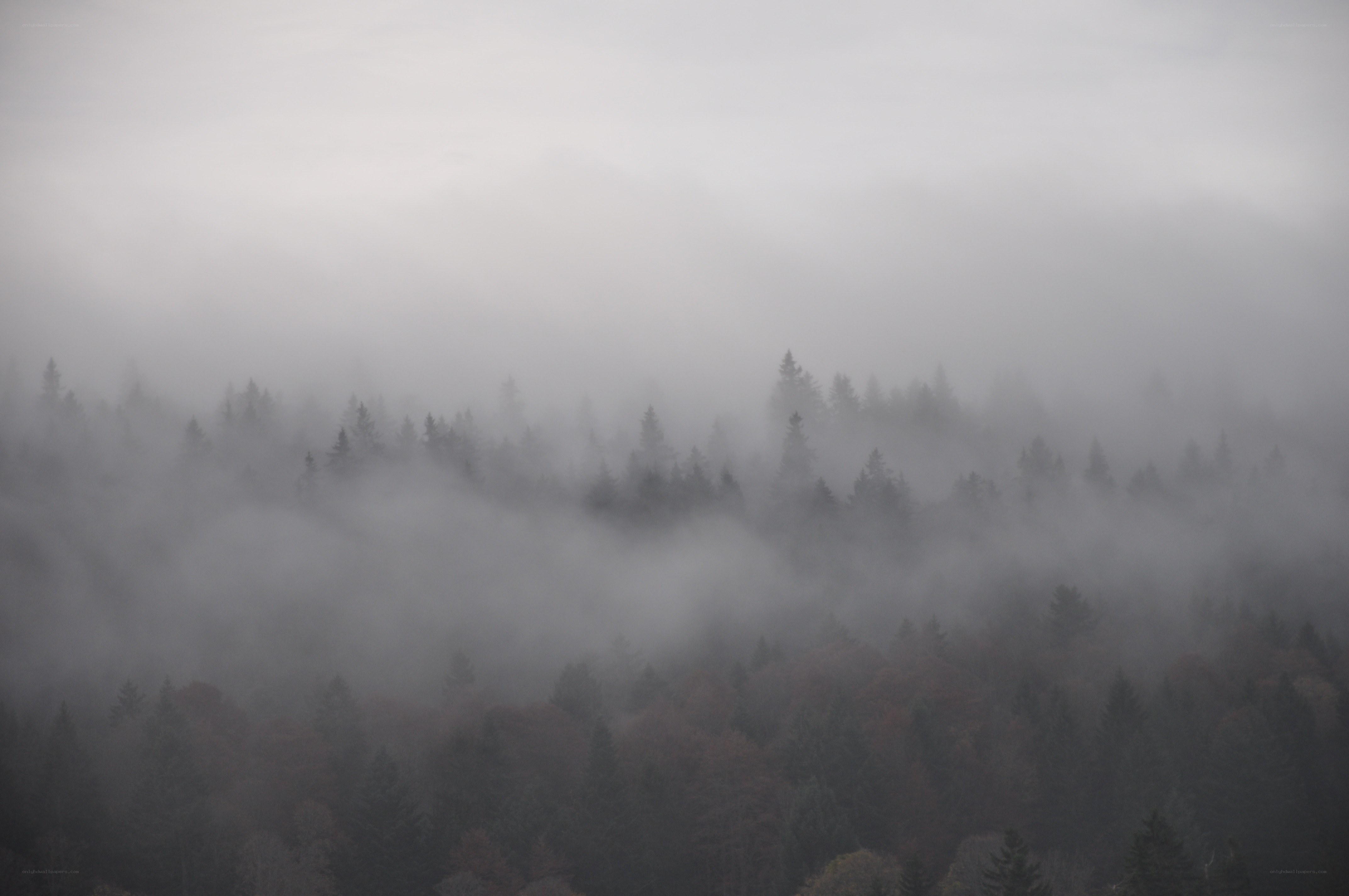 Foggy forest landscape