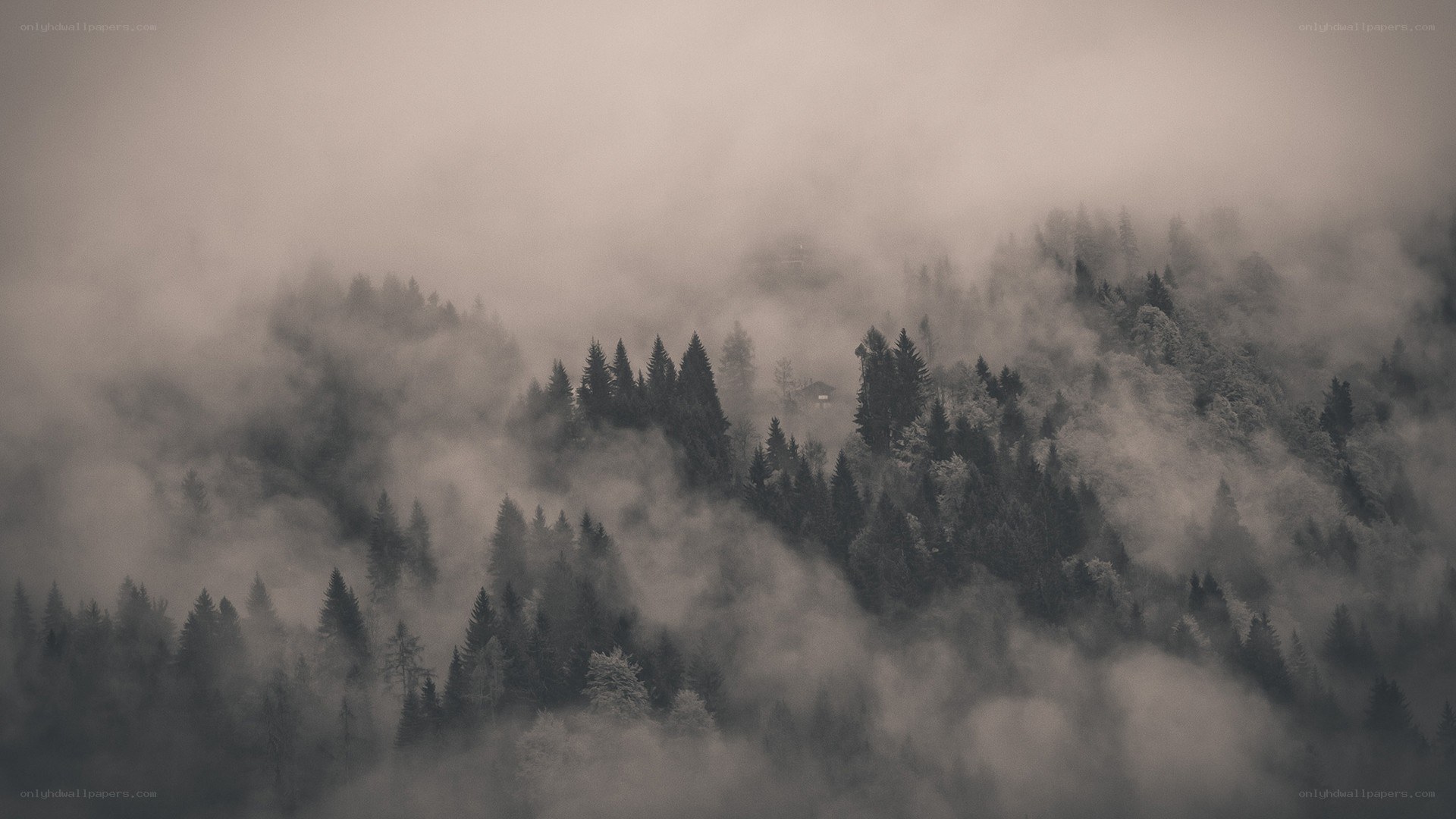 Foggy forest landscape