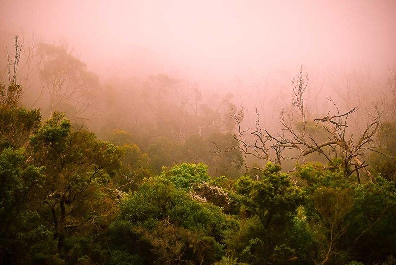Foggy forest landscape