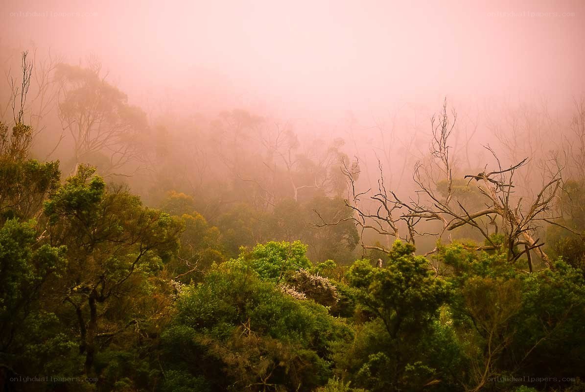 Foggy forest landscape