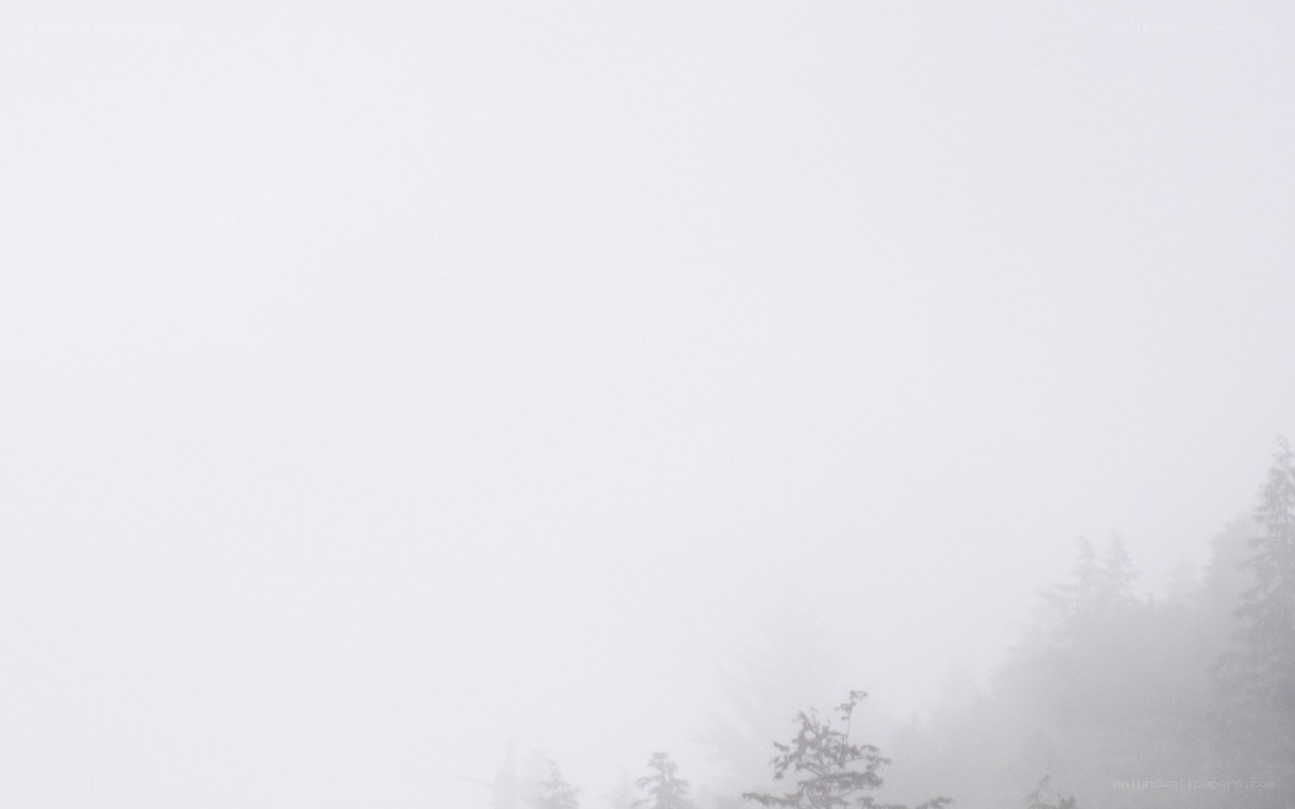 foggy forest landscape