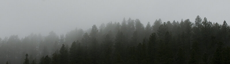 Foggy forest landscape