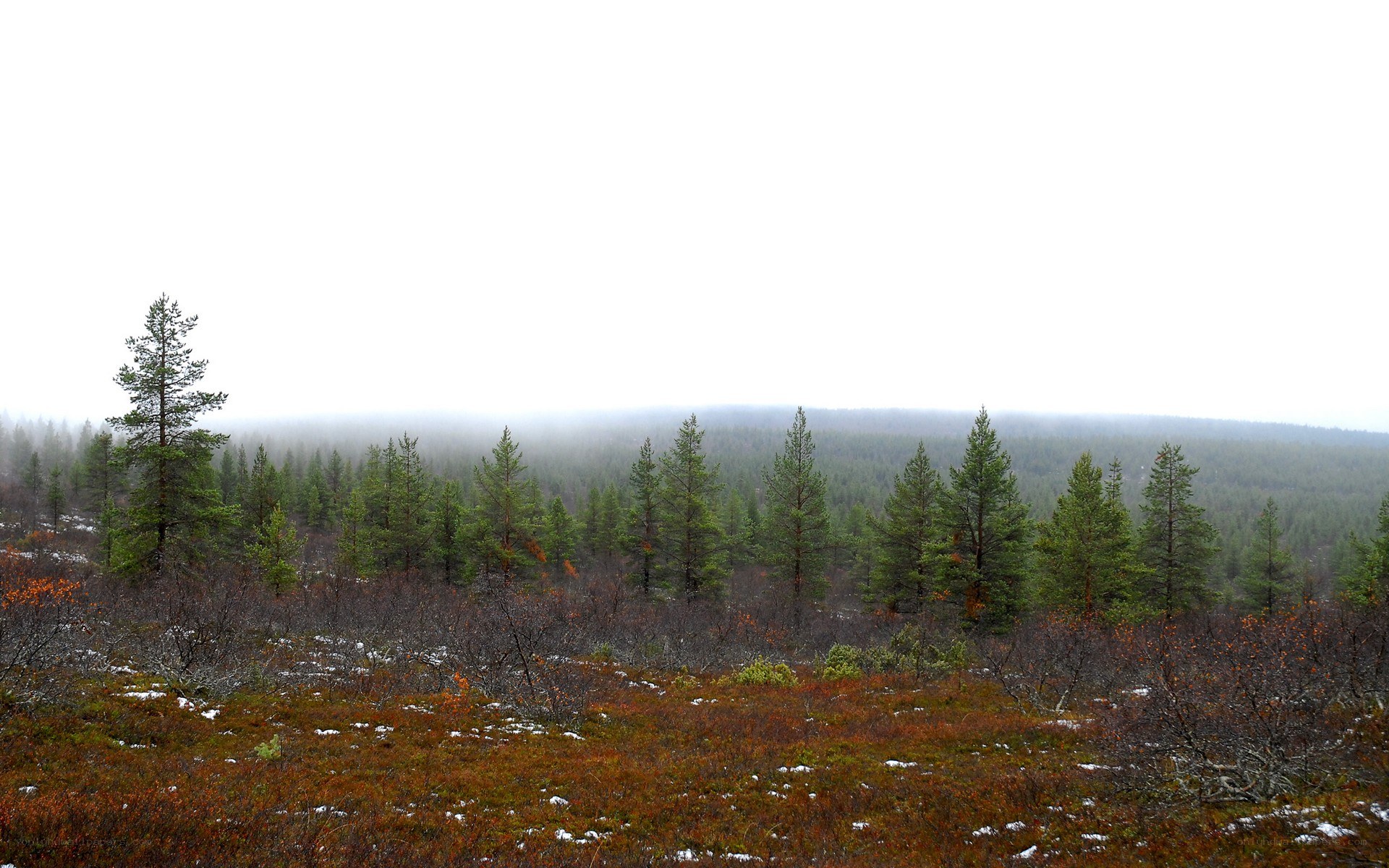 Foggy forest landscape