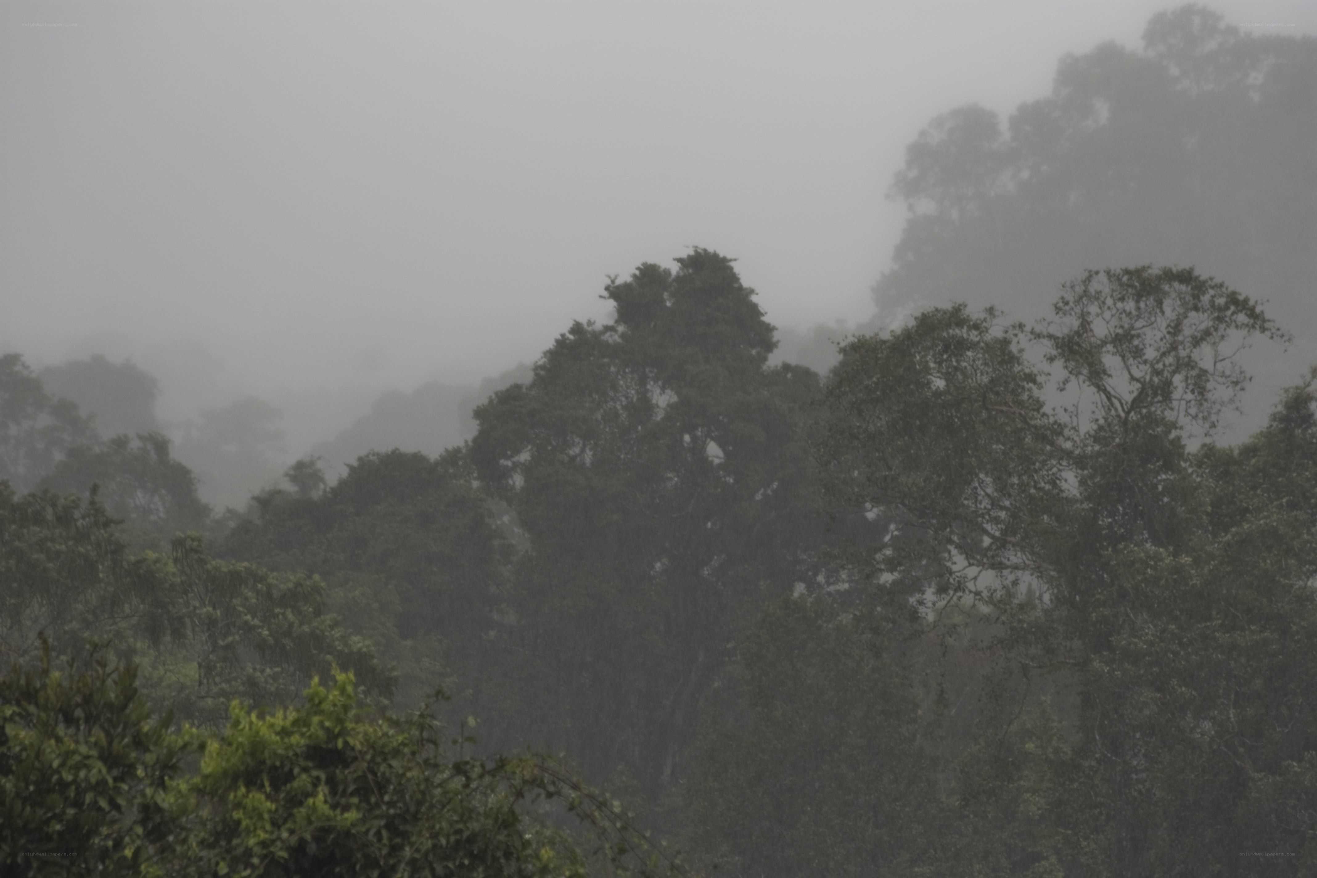 foggy forest landscape