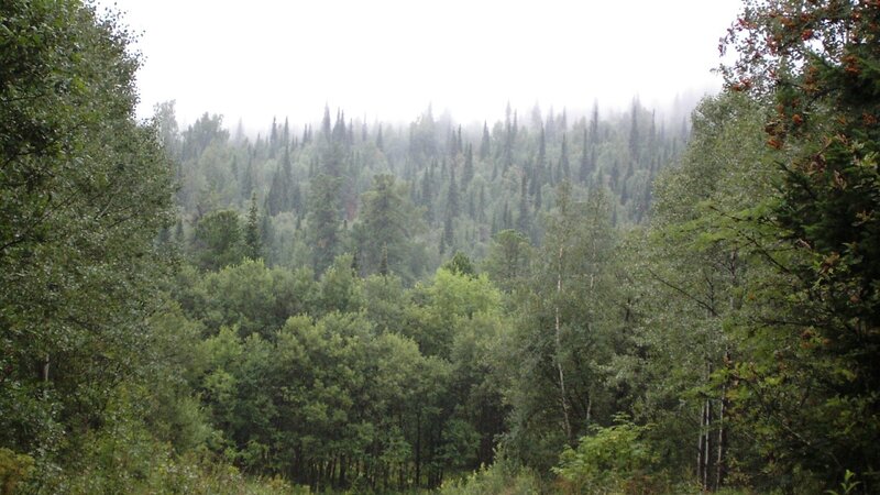 foggy forest landscape