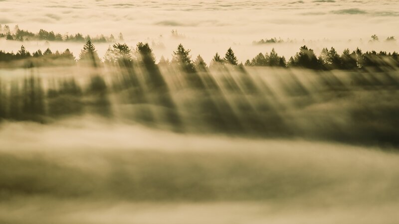 Foggy Forest Landscape — Brown