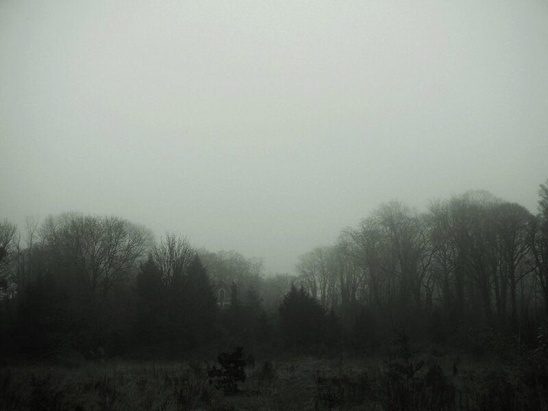 Foggy Forest Landscape — Gray, Dreary