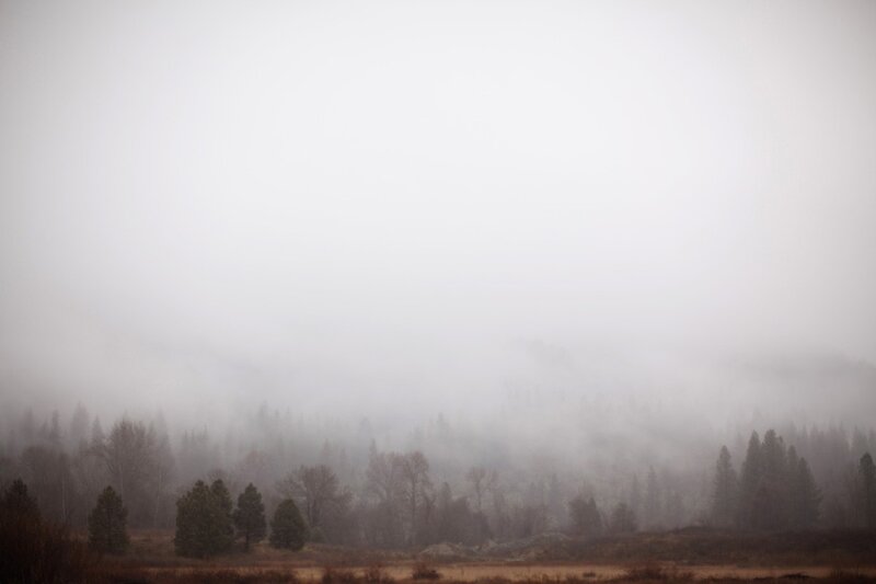 Foggy Forest Landscape — Gray, Misty, Morning, Photograph