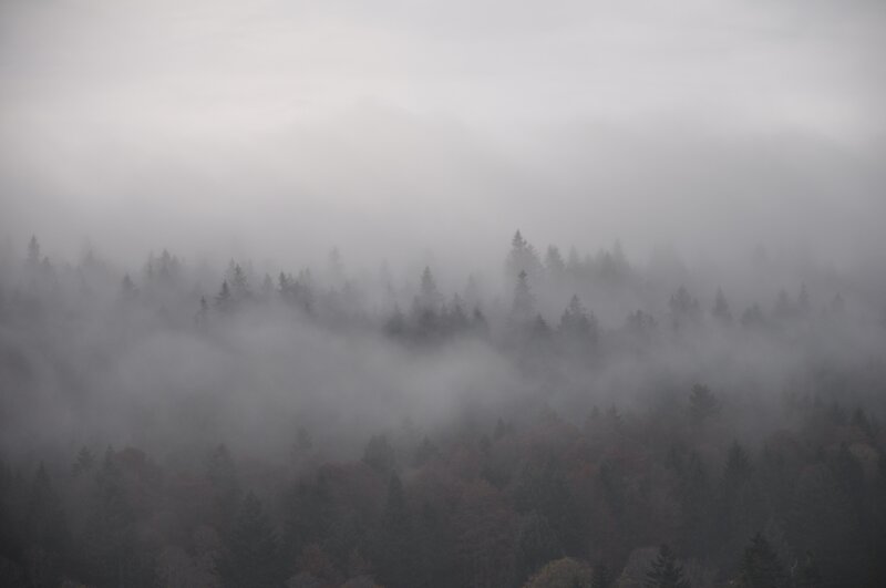 Foggy Forest Landscape — Gray, Misty, Morning, Photograph, Trees, Fog