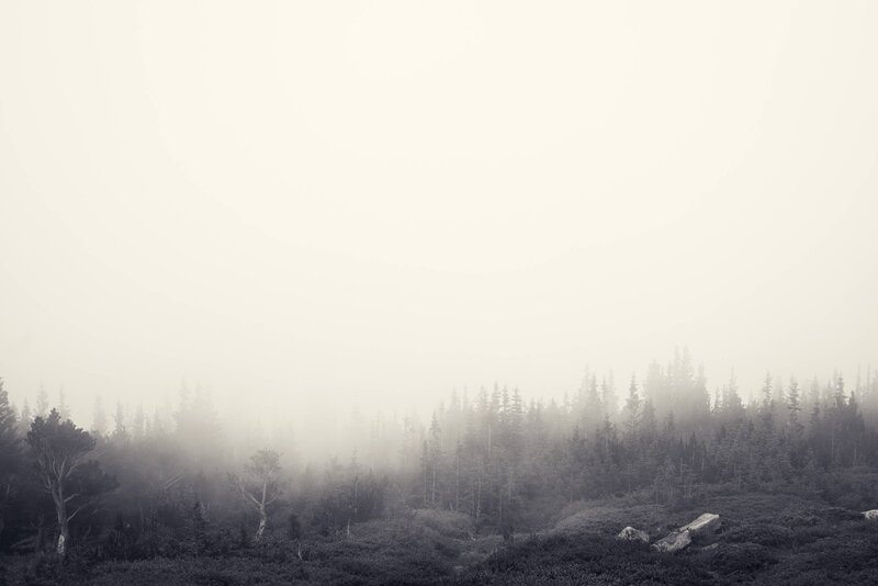 Foggy Forest Landscape — Gray