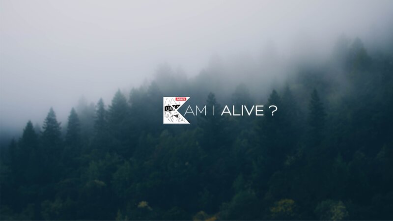 Foggy Forest Landscape — Green, Misty