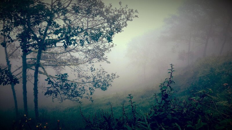 Foggy Forest Landscape — Green