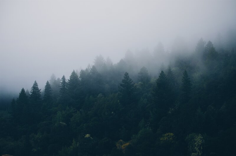 Foggy forest landscape