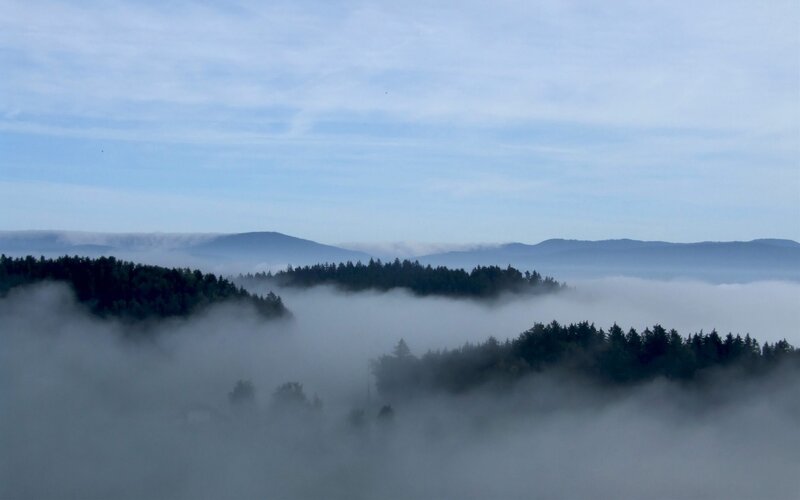 Foggy forest mountain view