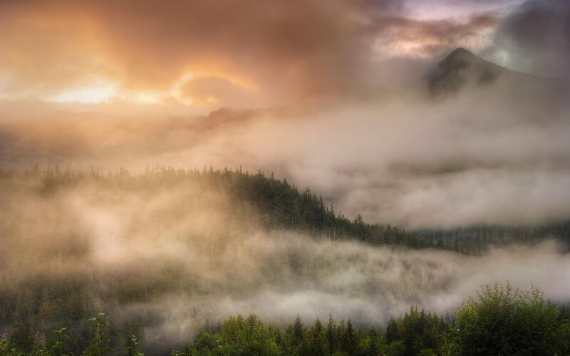 Foggy Forest Mountains