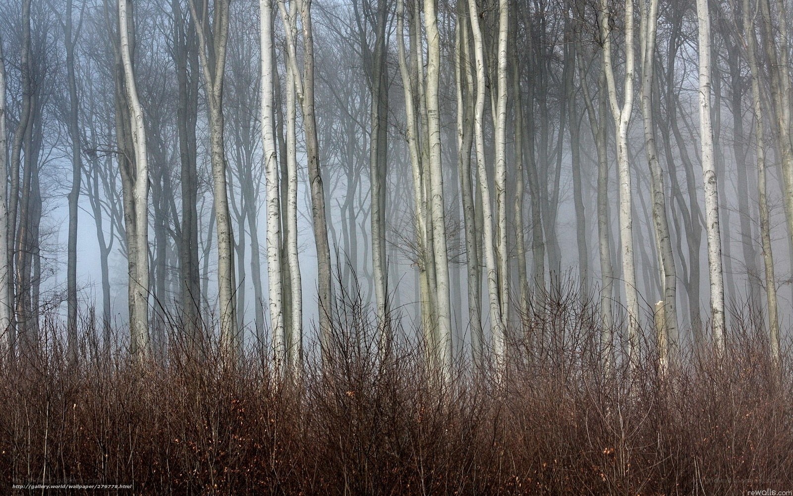 Foggy forest of birch trees