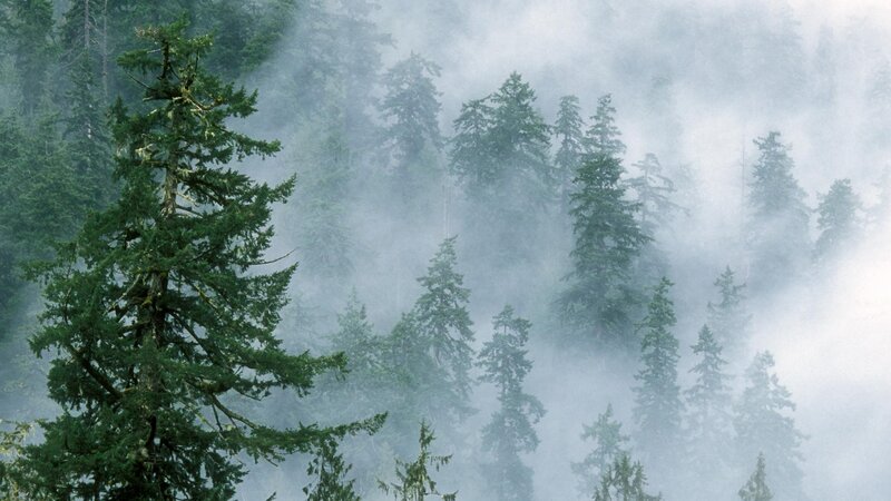 Foggy forest of evergreen trees