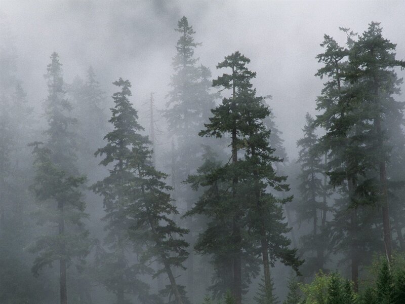 Foggy forest of tall trees