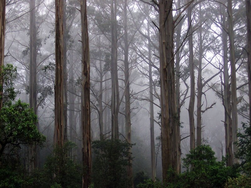 Foggy forest of tall trees