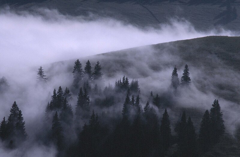 Foggy forest on a mountain slope