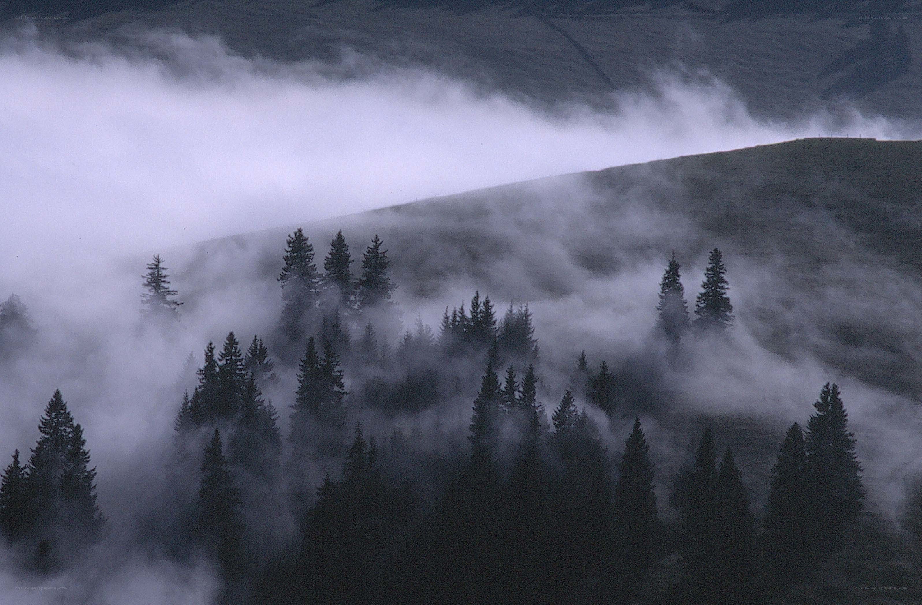 Foggy forest on a mountain slope