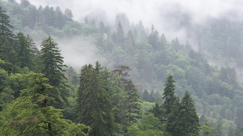foggy forest on a mountain