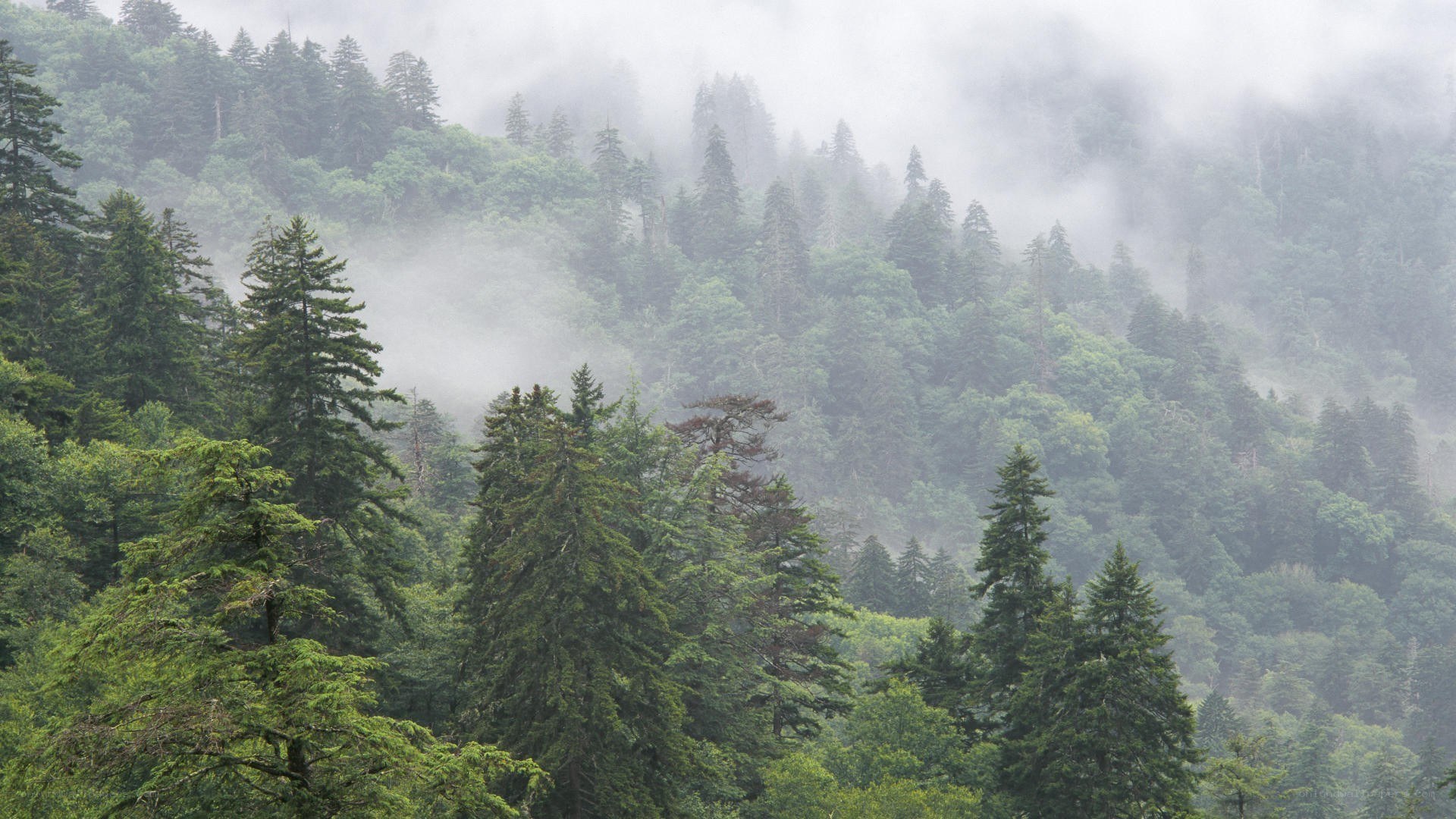 foggy forest on a mountain