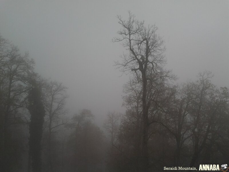 Foggy forest on Seraidi Mountain